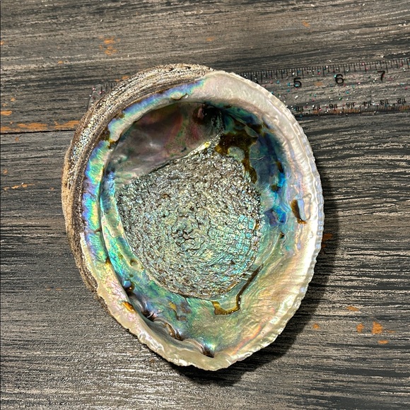 Iridescent Abalone Shell - Picture 3 of 7